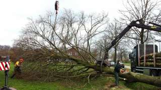 bomen kappen boom vellen boom rooien bomen uitdunnen bomen afzagen bomen kortwieken heloirt uUdenhout Tilburg Breda Ulvenhout Chaam vlak afzagen hovenier